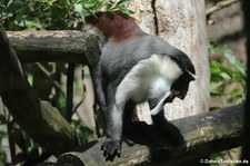 Roloway-Meerkatze (Cercopithecus roloway) im Zoo Duisburg