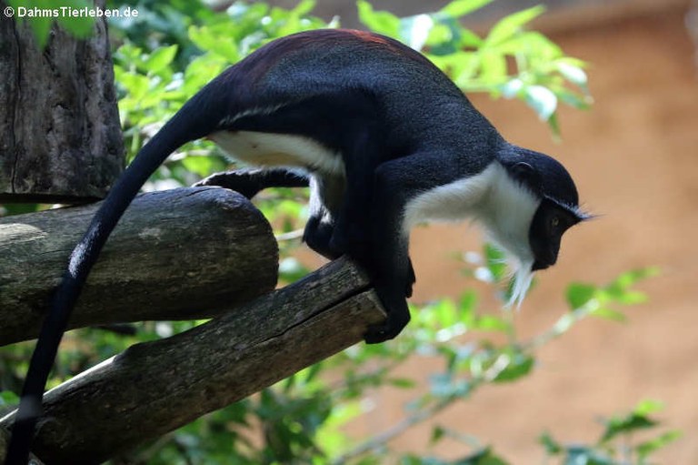 Cercopithecus roloway