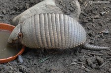 Braunborsten-Gürteltier (Chaetophractus villosus) im Zoo Duisburg