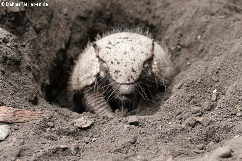 Chaetophractus villosus-2