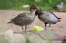 Mähnenenten (Chenonetta jubata) im Zoo Duisburg