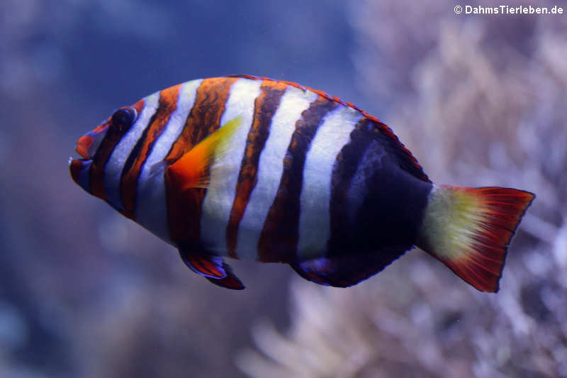 Harlekin-Lippfisch (Choerodon fasciatus)