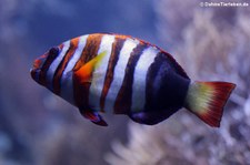 Harlekin-Lippfisch (Choerodon fasciatus) im Zoo Duisburg