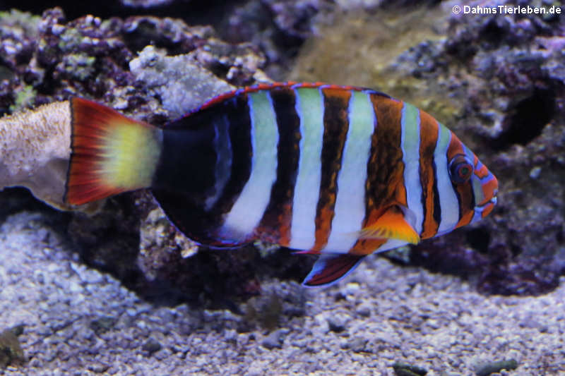 Harlekin-Lippfisch Choerodon fasciatus-1