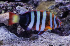 Harlekin-Lippfisch (Choerodon fasciatus) im Zoo Duisburg