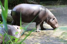 Westliches Zwergflusspferd (Choeropsis liberiensis liberiensis) im Zoo Duisburg