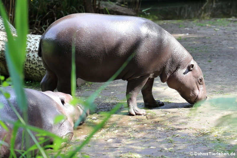 Zwergflußpferd (Choeropsis liberiensis liberiensis)