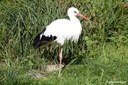 Ciconia ciconia