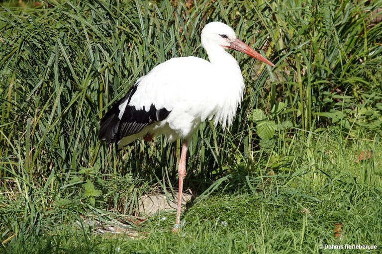 Ciconia ciconia