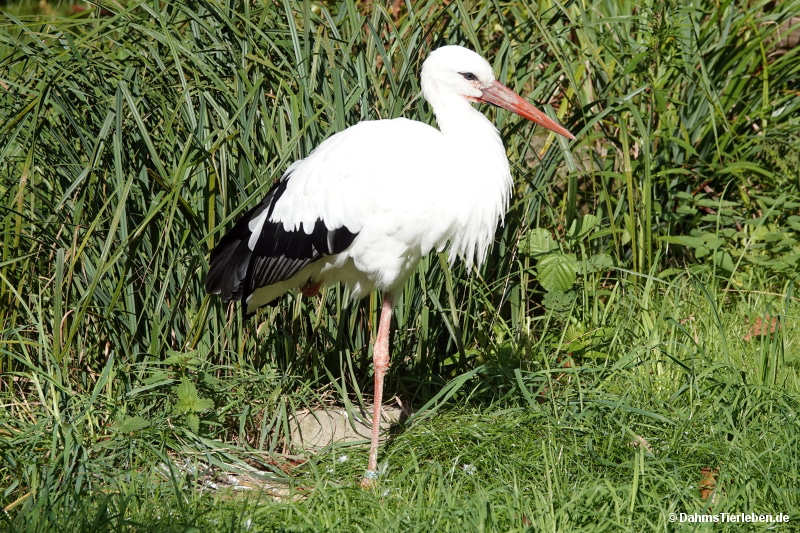 Ciconia ciconia