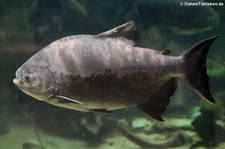 Schwarzer Pacu (Colossoma macropomum) im Zoo Duisburg