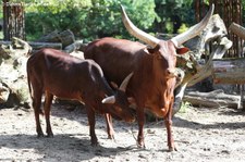 Watussirinder im Zoo Duisburg