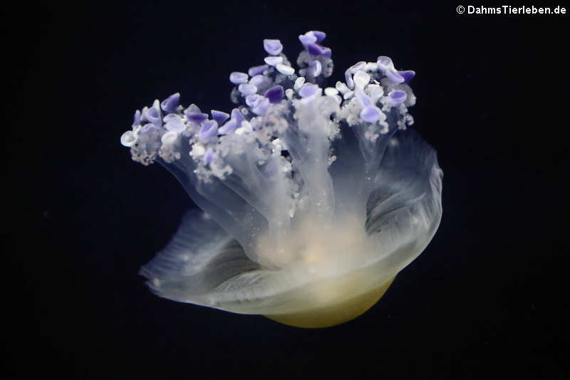 Spiegeleiqualle (Cotylorhiza tuberculata)