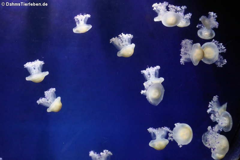 Cotylorhiza tuberculata-2