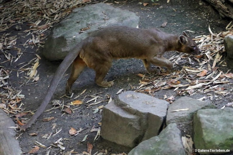 Cryptoprocta ferox
