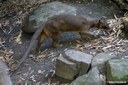 Cryptoprocta ferox