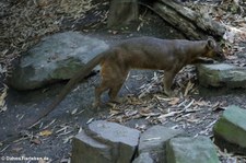 Fossa (Cryptoprocta ferox) im Zoo Duisburg