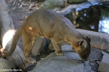 Cryptoprocta ferox-2