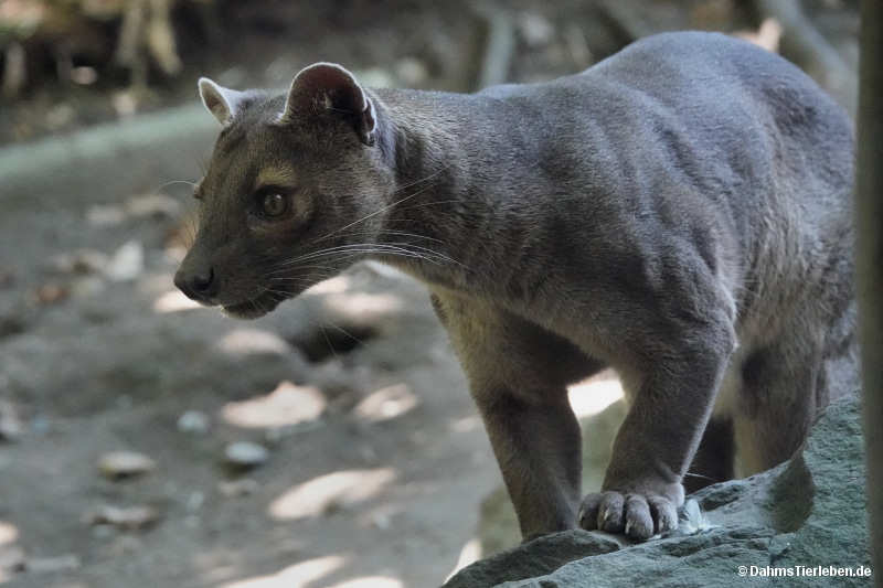 Cryptoprocta ferox-2