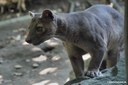 Cryptoprocta ferox