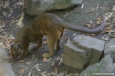 Fossa (Cryptoprocta ferox) im Zoo Duisburg