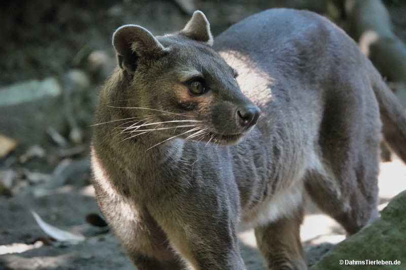 Cryptoprocta ferox-3