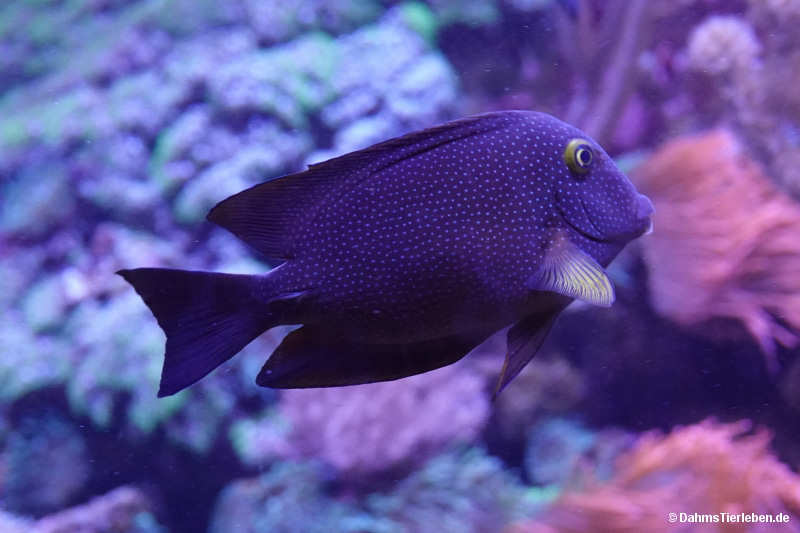 Ctenochaetus truncatus