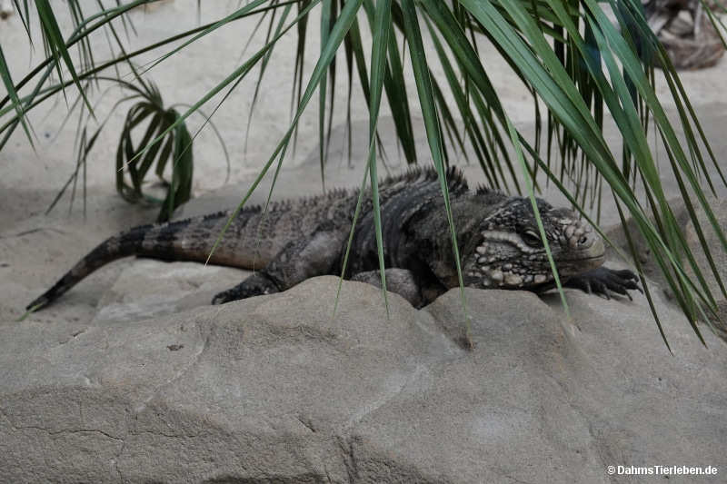 Cyclura nubila nubila