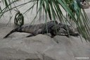 Cyclura nubila nubila
