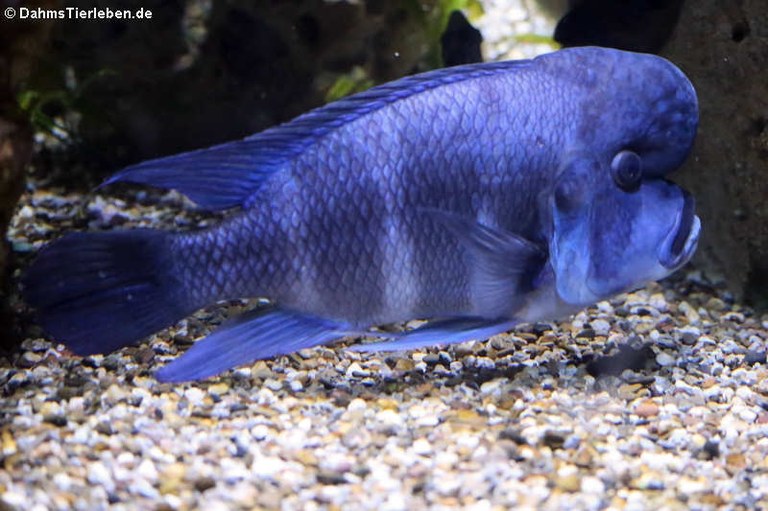 Cyphotilapia frontosa