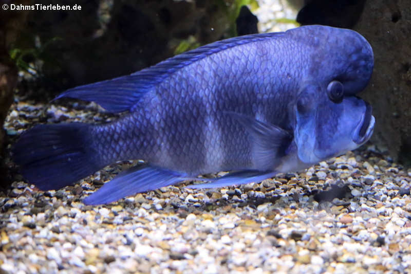 Tanganjika-Beulenkopf (Cyphotilapia frontosa)