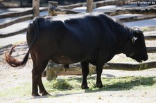 Dahomey-Zwergrind im Zoo Duisburg