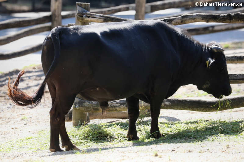 Dahomey Zwergrind (Bos primigenius f. taurus)