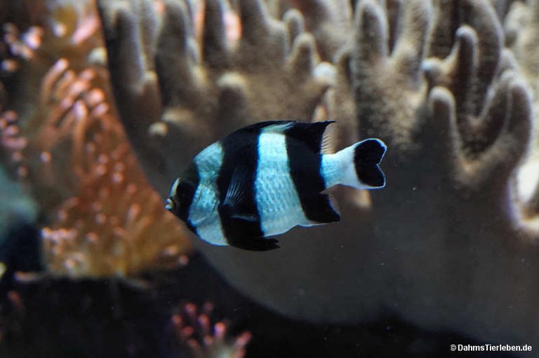 Dascyllus melanurus