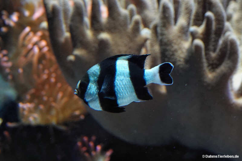 Dascyllus melanurus