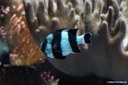 Dascyllus melanurus