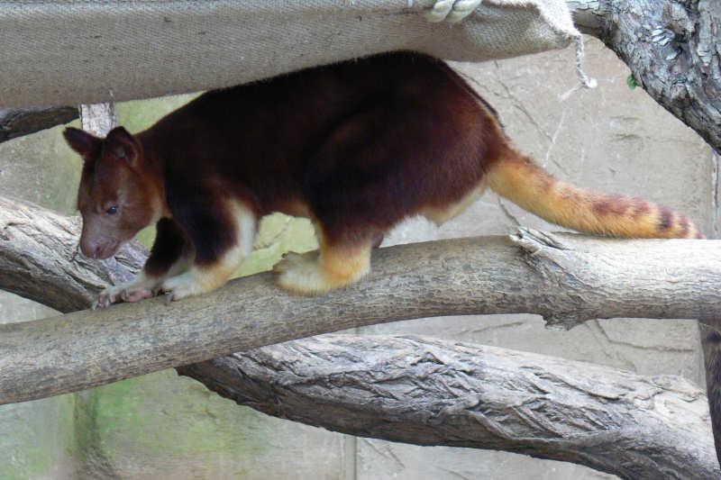 Dendrolagus goodfellowi