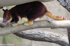 Goodfellow-Baumkänguru (Dendrolagus goodfellowi) im Zoo Duisburg