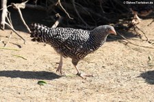 Deutscher Sperber (Gallus gallus f. domestica) im Zoo Duisburg
