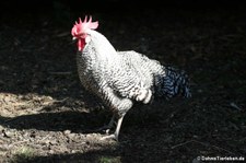 Deutscher Sperber (Gallus gallus f. domestica) im Zoo Duisburg