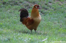 Deutsches Zwerghuhn (Gallus gallus f. domestica) im Zoo Duisburg