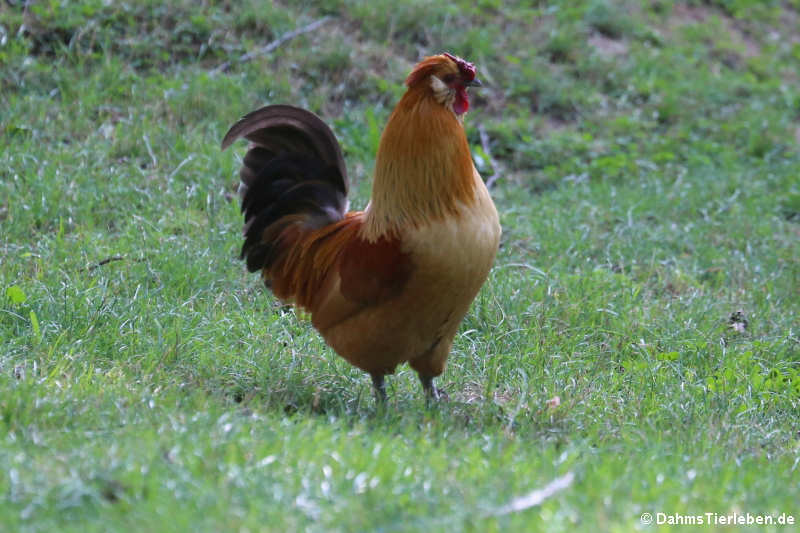 Deutsches Zwerghuhn-1