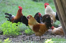 Deutsche Zwerghühner (Gallus gallus f. domestica) im Zoo Duisburg