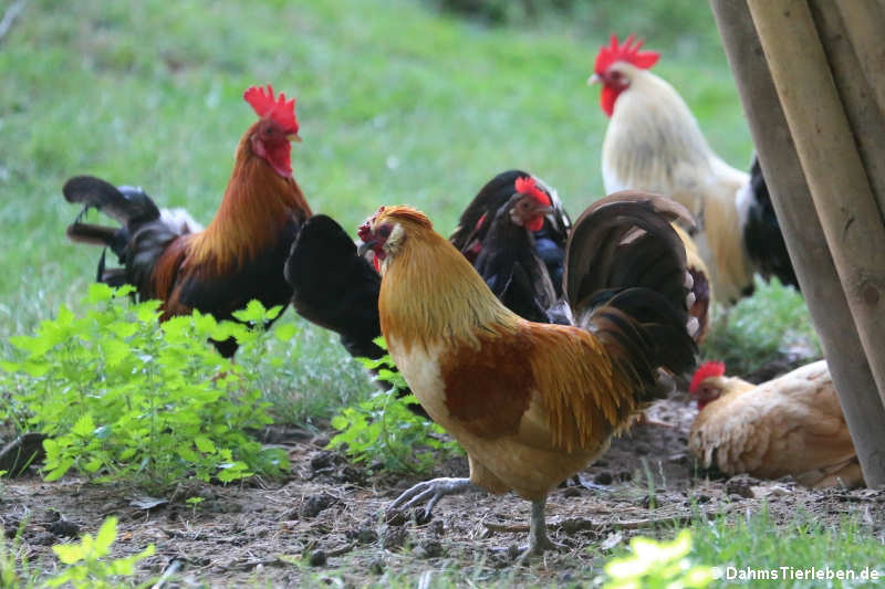 Deutsches Zwerghuhn-1