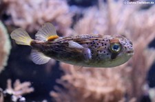 Braunflecken-Igelfisch (Diodon holocanthus) im Zoo Duisburg