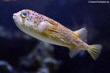 Braunflecken-Igelfisch (Diodon holocanthus) im Zoo Duisburg