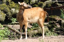 Davidshirsch (Elaphurus davidianus) im Zoo Duisburg