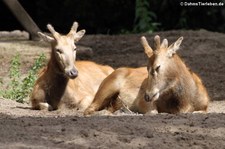 Davidshirsche (Elaphurus davidianus) im Zoo Duisburg