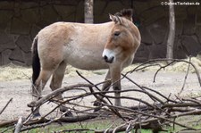 Przewalski-Pferd (Equus ferus przewalski) im Zoo Duisburg