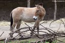 Equus ferus przewalskii